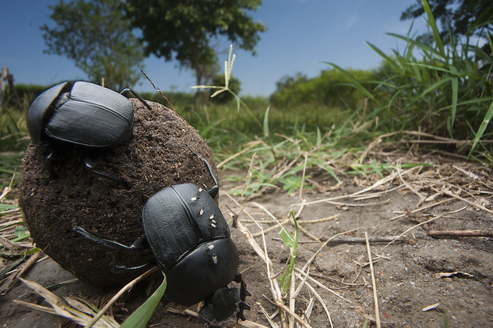 Dung beetles on the eastern shore of Lake Albert in Kabwoya Wildlife Reserve; Uganda, by Joel Sartore Photography / Design Pics