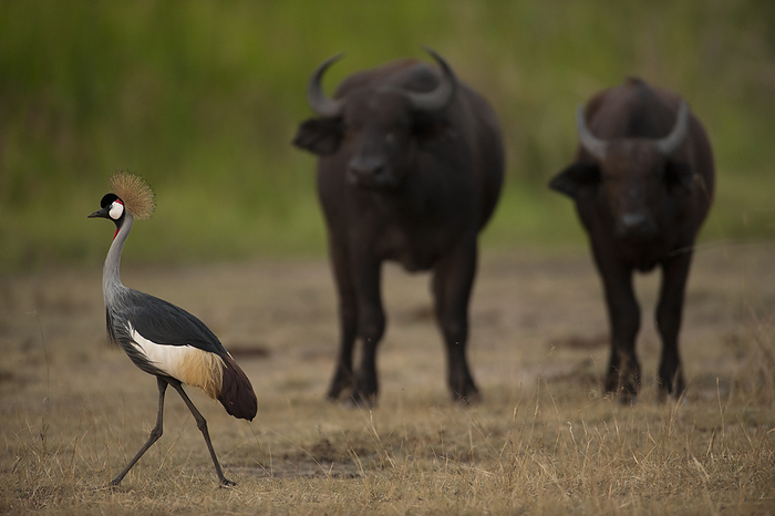 Cape buffalo Grey crowned crane  Balearica Regulorum  with Cape buffalo  Syncerus caffer caffer  in the background in Queen Elizabeth Park  Uganda, by Joel Sartore Photography   Design Pics