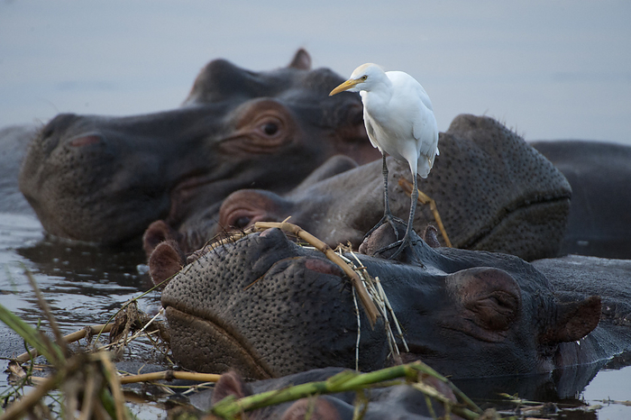 Hippos and shorebirds along the Kazinga Channel in Queen Elizabeth National Park; Uganda, by Joel Sartore Photography / Design Pics