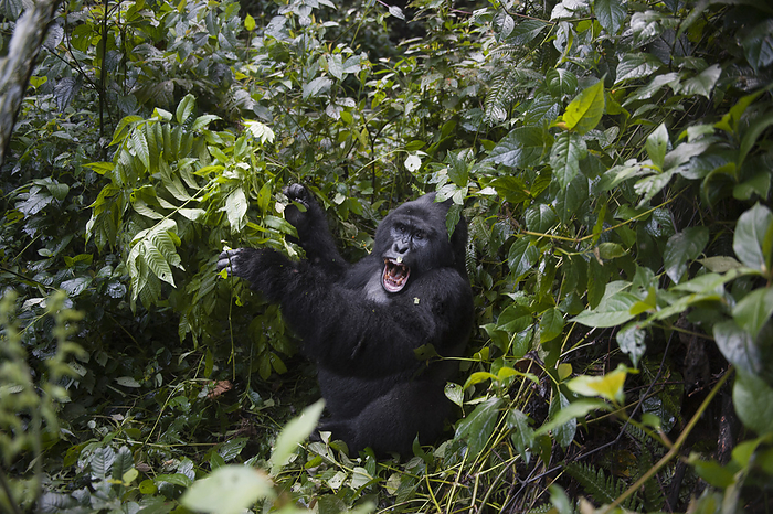 western gorilla  Gorilla gorilla  Mountain gorilla  Gorilla gorilla beringei  in Bwindi Impenetrable Forest  Uganda, by Joel Sartore Photography   Design Pics