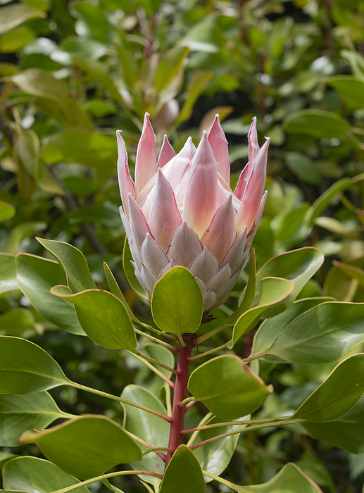 Close-up of a Pink King Protea (Protea cynaroides); Maui, Hawaii, United States of America, by Lorna Rande / Design Pics