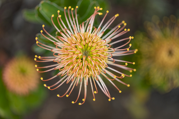 Close-up detail of a yellow and orange, Leucospermum, Proteaceae, commonly known as Pincushion Protea in Kula Botanical Gardens; Maui, Hawaii, United States of America, by Lorna Rande / Design Pics