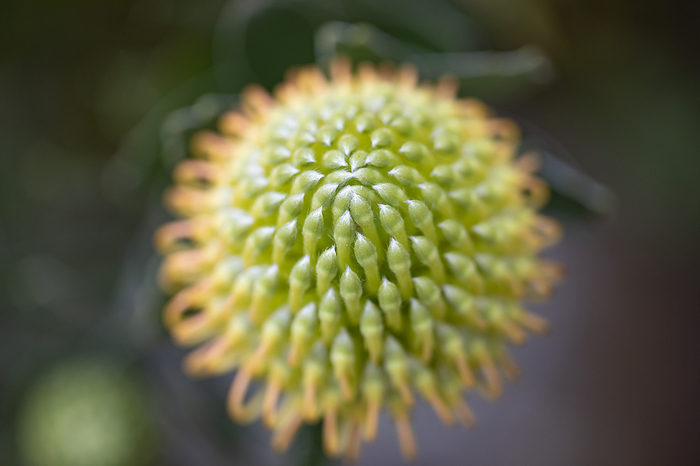 Close-up detail of a green and orange, developing Leucospermum, Proteaceae, commonly known as Pincushion Protea, budding in Kula Botanical Gardens; Maui, Hawaii, United States of America, by Lorna Rande / Design Pics