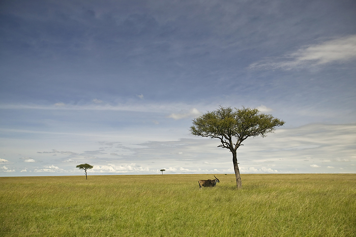 Antelope stands near an acacia tree in Masai Mara National Reserve in Kenya; Kenya, by Michael Melford / Design Pics