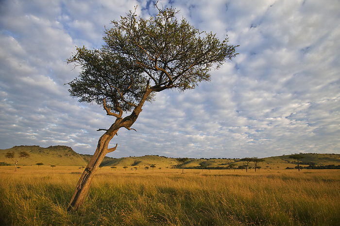 Lone tree stands near hills and grassland in Masai Mara National Reserve in Kenya; Kenya, by Michael Melford / Design Pics