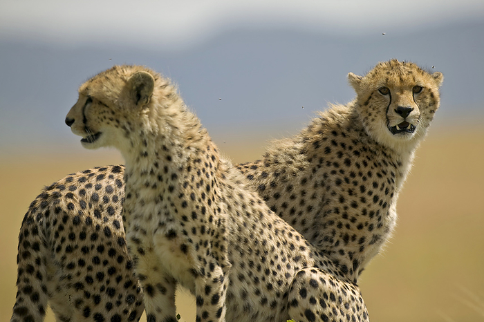 cheetah  Acinonyx jubatus  Pair of Cheetahs  Acinonyx jubatus  in Masai Mara National Reserve in Kenya  Kenya, by Michael Melford   Design Pics