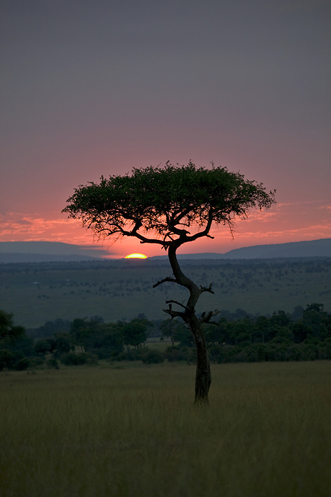 Gorgeous sunset behind a silhouetted acacia tree in Masai Mara National Park in Kenya; Kenya, by Michael Melford / Design Pics