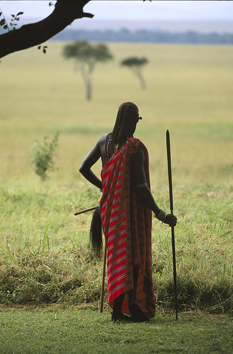 Masai warrior with a spear looking out over grasslands in Masai Mara National Reserve, Kenya; Kenya, by Michael Melford / Design Pics