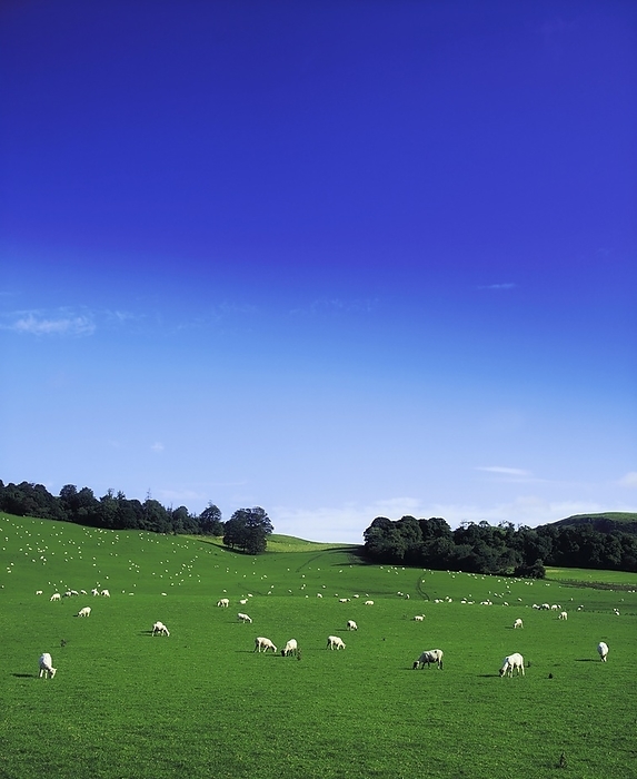 Ireland Lissard, Co Meath, Ireland  Sheep, by The Irish Image Collection   Design Pics