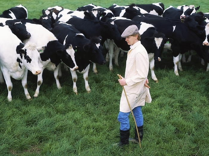 Ireland Farmer With Friesian Cows, Ireland, by The Irish Image Collection   Design Pics