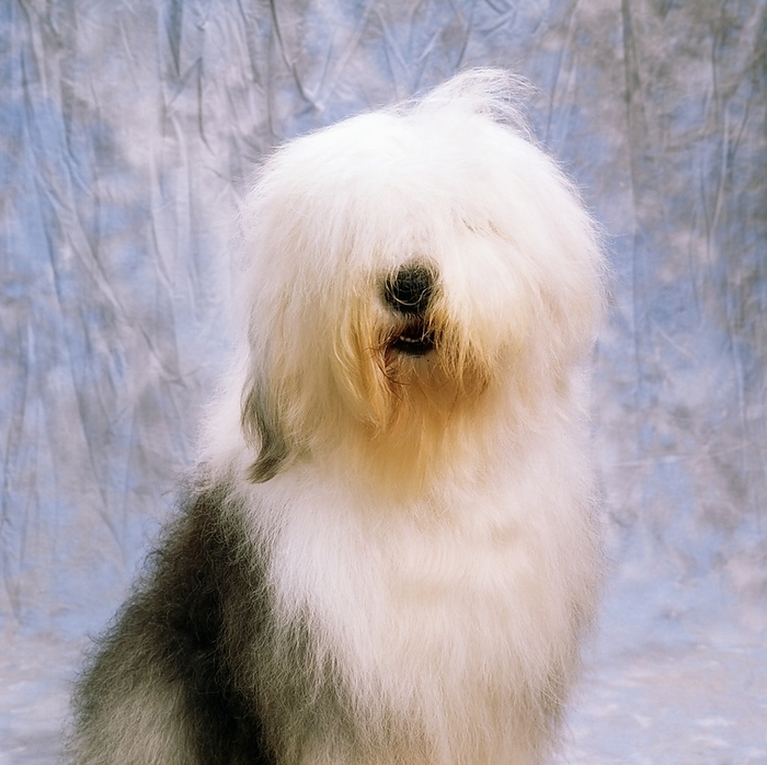 Old English Sheepdog, by The Irish Image Collection / Design Pics