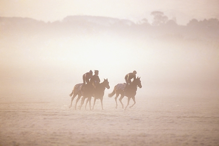 Ireland Thoroughbred Horses In Training, Curragh, Co Kildare, Ireland, by The Irish Image Collection   Design Pics