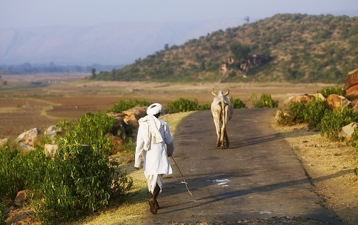 India Man Walking Behind Horned Brahman Cows On A Rural Road In Aravalli Hills  Rajasthan,India, by Keith Levit   Design Pics