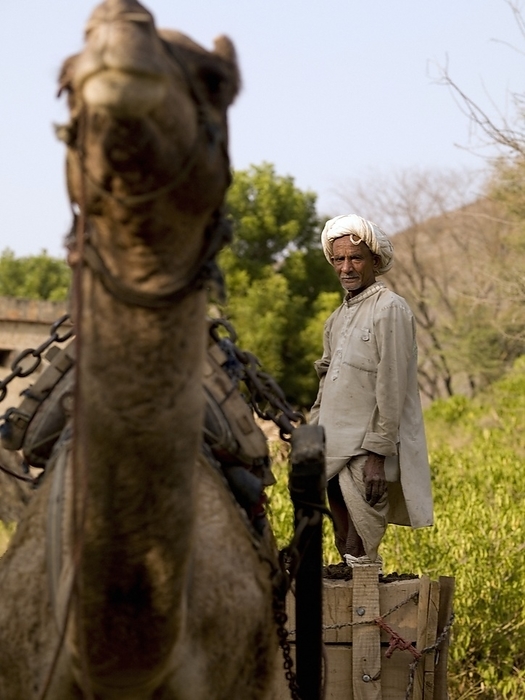 India Aravalli Hills,Rajasthan,India  Senior Man Standing On A Cart,Drawn By A Camel, by Keith Levit   Design Pics