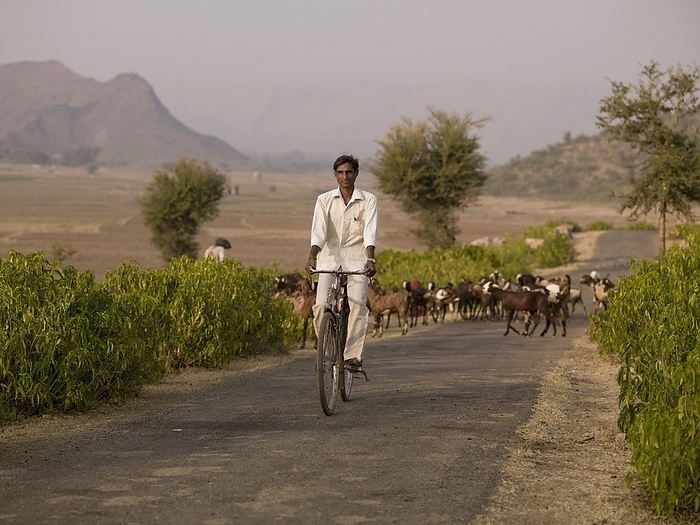 India Young Man Riding Bicycle Along Rural Road,With Herd Of Goats Behind Him  Aravalli Hills,Rajasthan,India, by Keith Levit   Design Pics