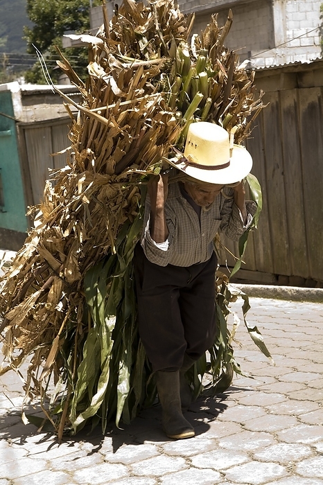 Guatemala Central America,Elderly Farmer Carrying His Crop Bundle Uphill  Patzicia,Guatemala, by Gregory Byerline   Design Pics