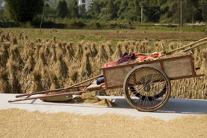 Guangxi, China A Rickshaw Parked Beside Rice Fields  Guangxi Zhuang,China, by Keith Levit   Design Pics