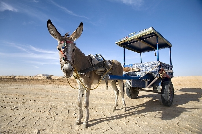 Egypt A Donkey And Cart  Siwa,Egypt,Africa, by Deddeda   Design Pics