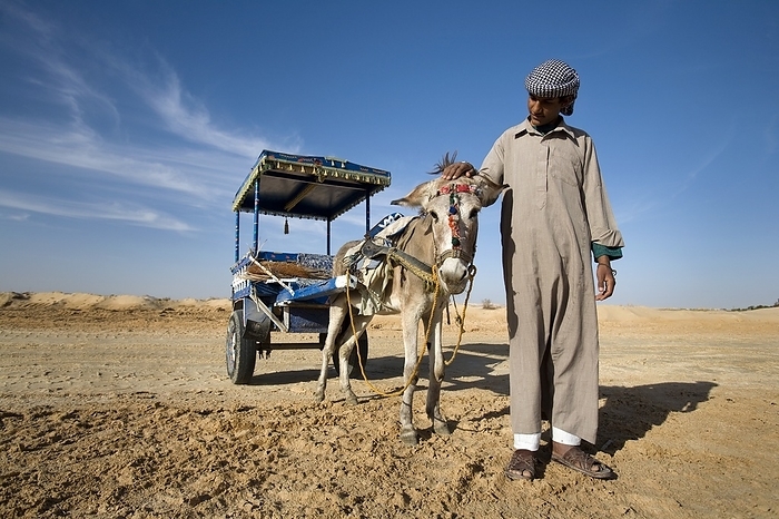 Egypt A Man With A Donkey And Cart  Siwa,Egypt,Africa, by Deddeda   Design Pics