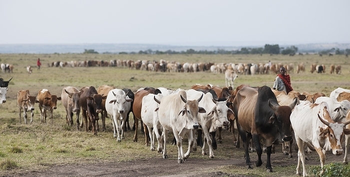 Kenya Herd Of Cattle  Kenya, Africa, by Keith Levit   Design Pics