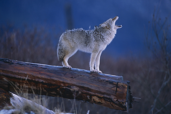Coyote Standing On Log Alaska Wildlife Conservation Center Winter Sc Alaska, by Doug Lindstrand / Design Pics