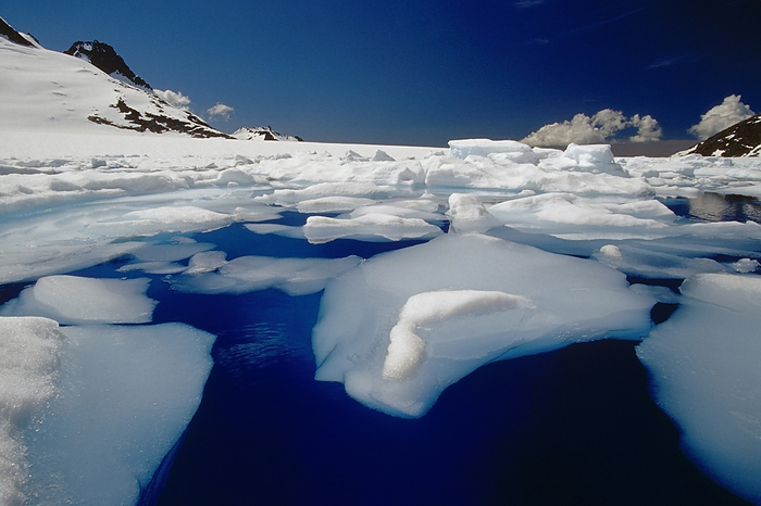 Icebergs In Melt Pond On Mendenhall Glacier Southeast Alaska Summer, by John Hyde / Design Pics