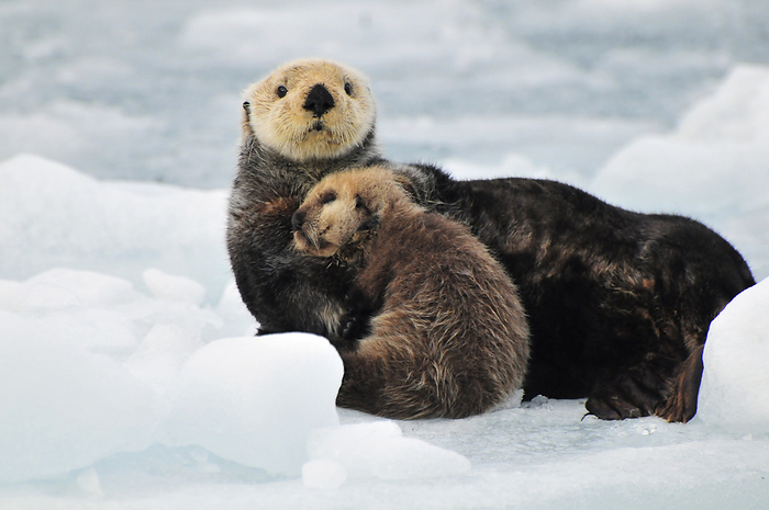 Alaska Sea Otter Mother And Pup Rest On An Ice Floe At Harvard Glacier In Prince William Sound, Southcentral Alaska, Summer, by Bill Rome   Design Pics