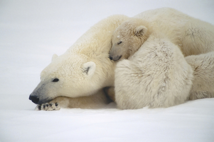 Canada Mother Polar Bear   Cub Huddle In Snow Storm Churchill Canada Winter, by Kenneth Whitten   Design Pics
