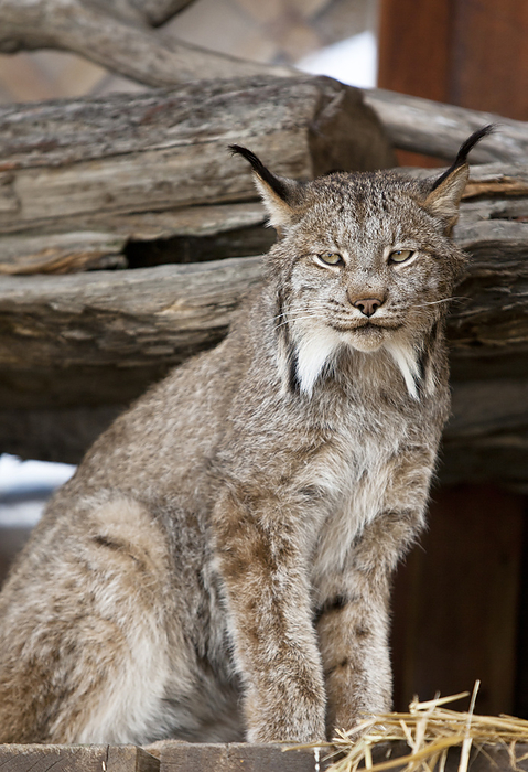 Captive: Close Up Of A Lynx At The Alaska Wildlife Conservation Center, Southcentral Alaska, Summer, by Doug Lindstrand / Design Pics