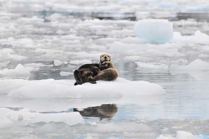 Alaska Sea Otter With Pup Rest On An Ice Floe At Harvard Glacier In Prince William Sound, Soutcentral Alaska, Summer, by Bill Rome   Design Pics