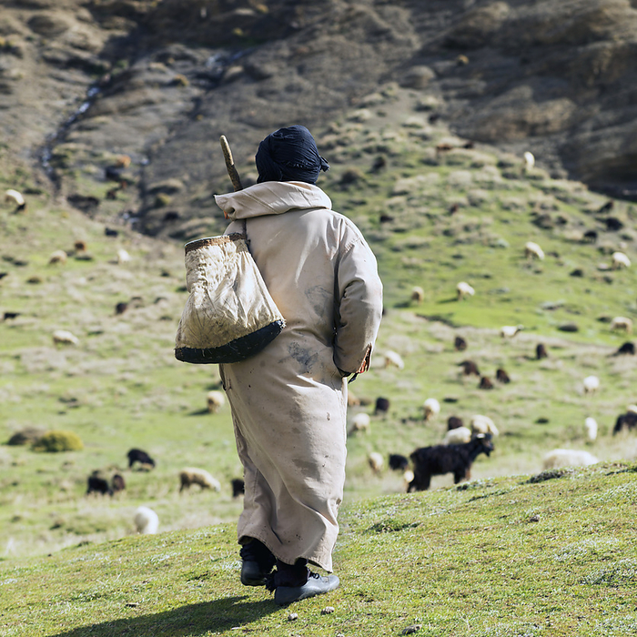 Morocco A Shepherd Walks Through A Field With Sheep And Goats  Marrakech Tensift El Haouz, Morocco, by Keith Levit   Design Pics