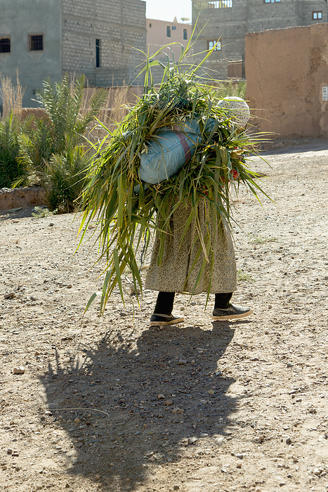 Morocco A Peson Carrying A Large Pile Of Leaves  Morocco, by Keith Levit   Design Pics