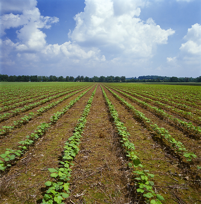 America Agriculture   Field of early growth no till cotton   Tennessee, USA., by Bill Barksdale   Design Pics