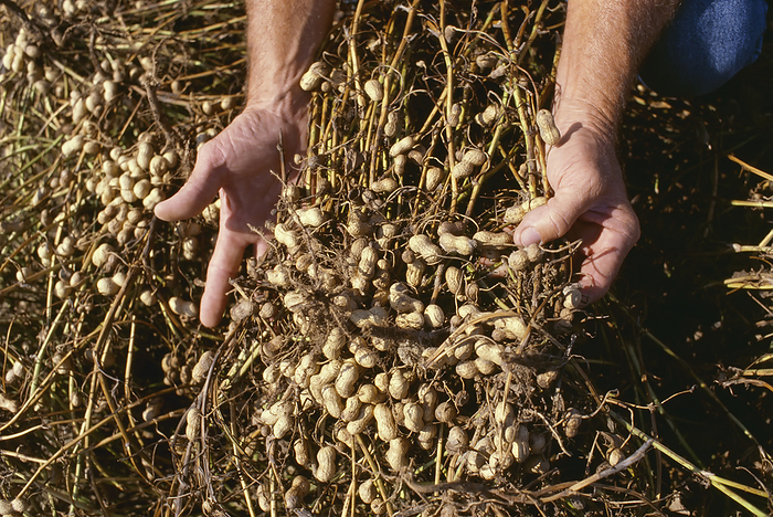 Agriculture - A farmer holds up a handful of dug up peanuts, dried and ready for harvest / Georgia, USA., by Bill Barksdale / Design Pics