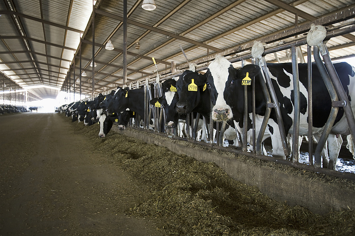 America Livestock   Curious Holstein dairy cows feed on silage in a freestall barn at a large California dairy   San Joaquin Valley, California, USA., by Ed Young   Design Pics
