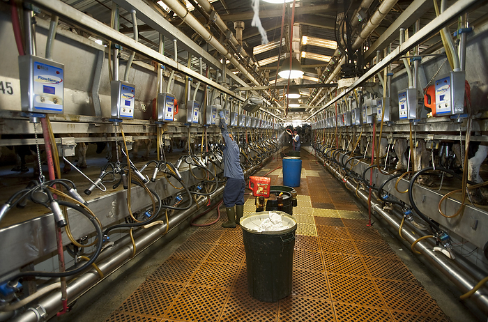 America Livestock   Workers perform milking operations in the interior of a dairy parlor at a large California dairy   San Joaquin Valley, California, USA., by Ed Young   Design Pics