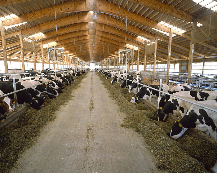 America Livestock   Holstein dairy cows feeding on silage in a freestall dairy barn   Vermont, USA., by Jim Gipe   Eric Poggenpohl   Design Pics