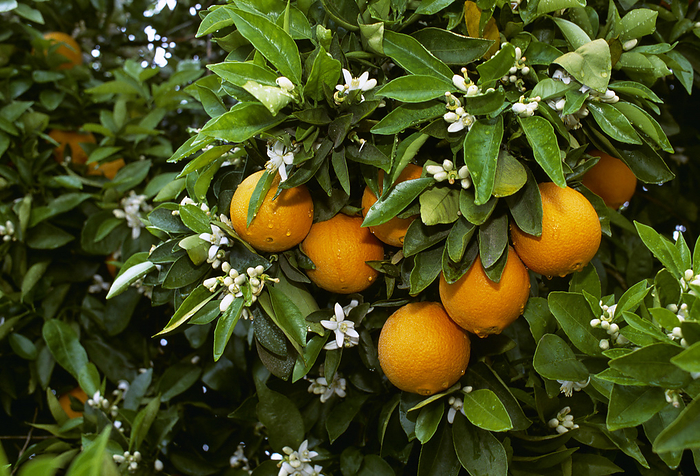 America Agriculture   Navel oranges on the tree with blossoms   Porterville, California, USA., by Tony Hertz   Design Pics