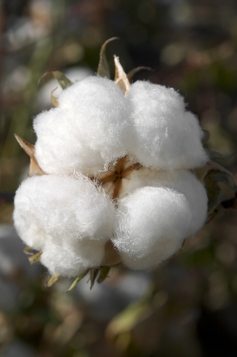America Agriculture   Fully opened mature cotton boll   near Bakersfield, San Joaquin Valley, California, USA., by Tony Hertz   Design Pics