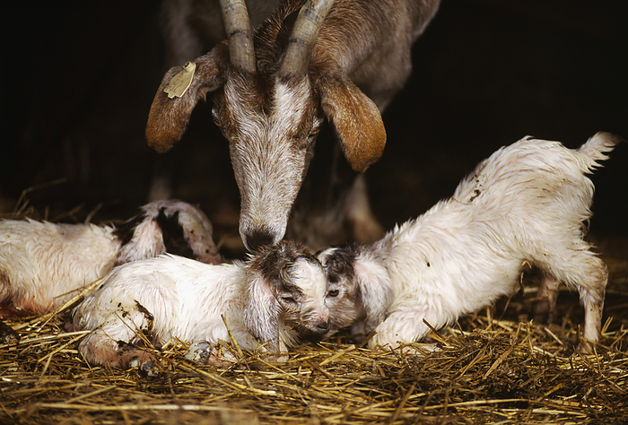America Livestock   A Spanish nanny goat with her newly born triplet kids   Dodd City, Texas, USA., by Russell Graves   Design Pics