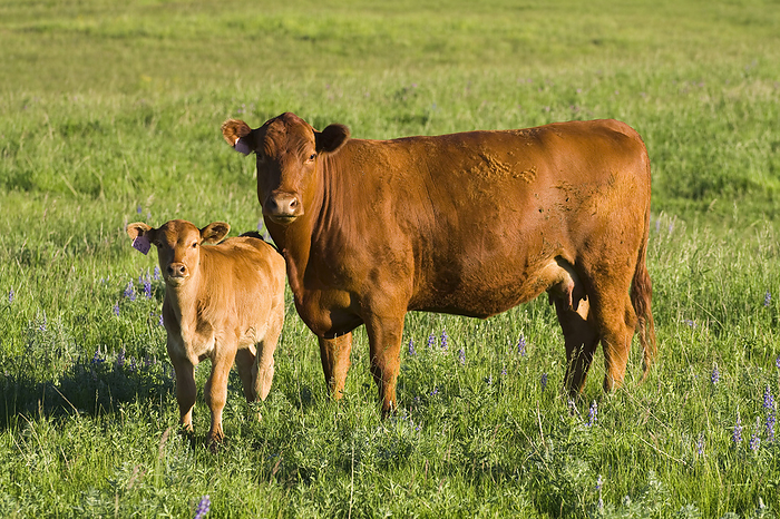 Canada Livestock   Red Angus cow and calf on a green pasture   Alberta, Canada., by Sam Wirzba   Design Pics