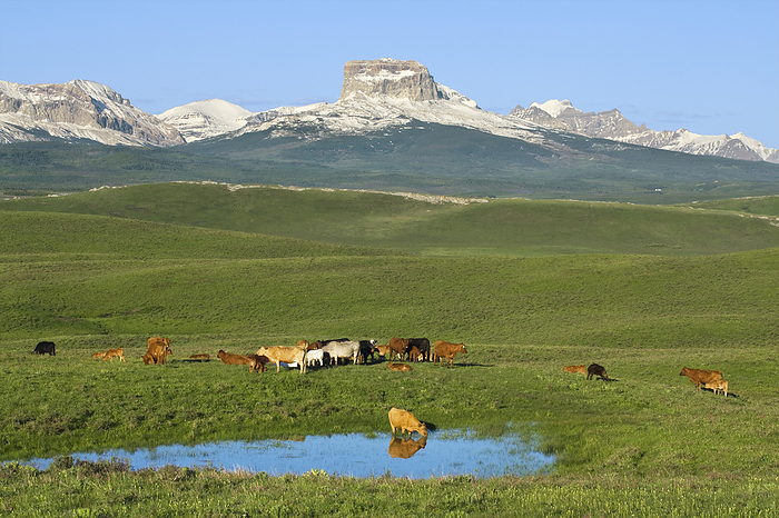 Canada Livestock   Mixed breeds of beef cows and calves assemble beside a pond after sunrise in a foothills pasture with the Canadian Rockies in the background   Alberta, Canada., by Sam Wirzba   Design Pics