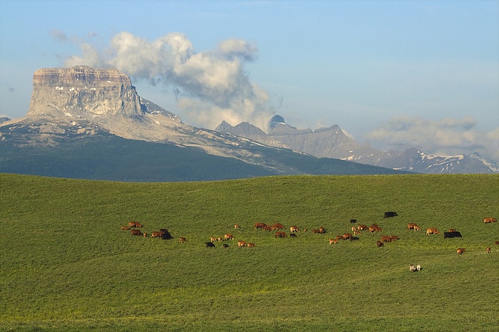 Canada Livestock   Mixed breed cows and calves grazing on a green foothill pasture with the Canadian Rockies in the background   Alberta, Canada., by Sam Wirzba   Design Pics