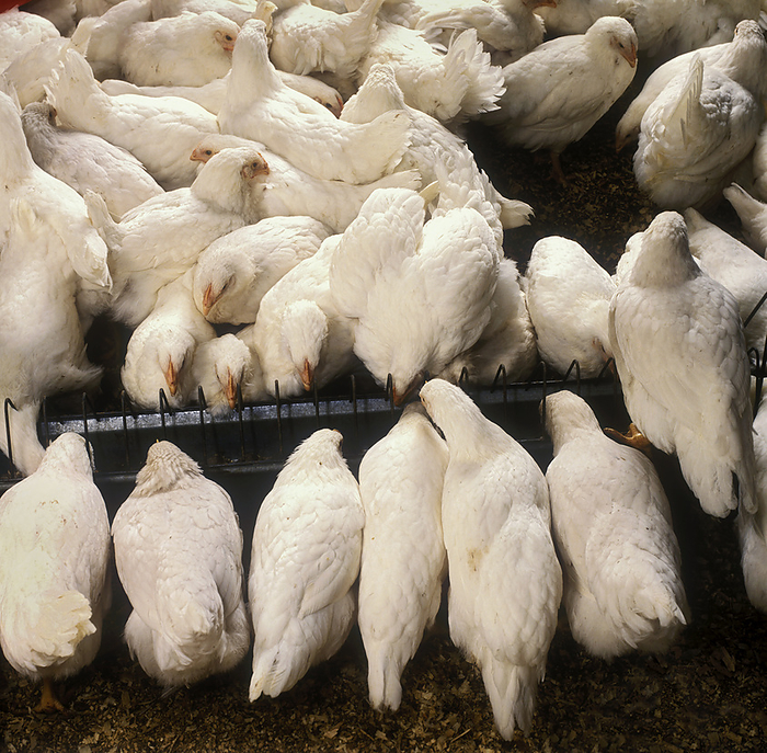 Canada Livestock   Young broiler chickens feeding in a poultry house   Ontario, Canada., by Carroll   Carroll   Design Pics