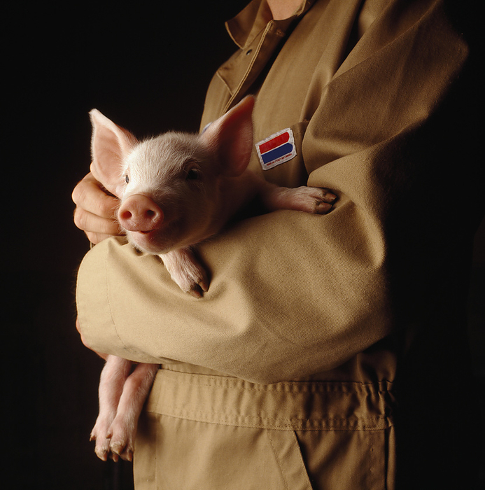 Canada Livestock   A young pig  swine  being held by a pork producer   Ontario, Canada., by Carroll   Carroll   Design Pics