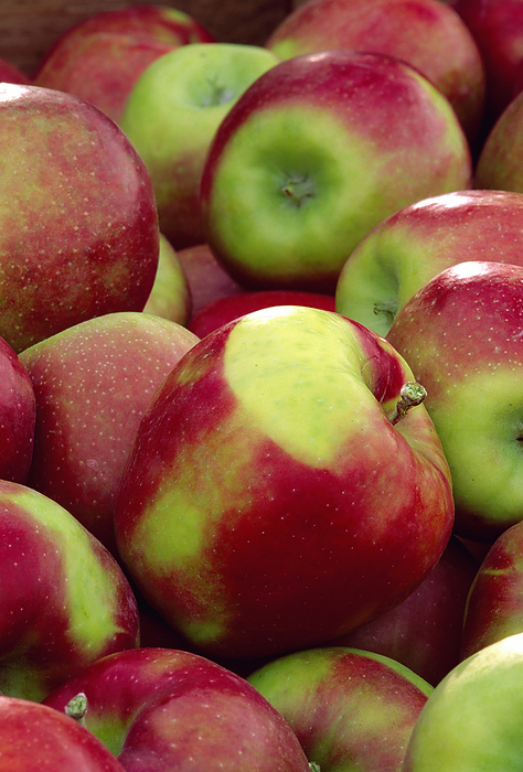 America Agriculture   Organic Jonagold apples just after harvest   Chelan, Washington, USA., by John Marshall   Design Pics