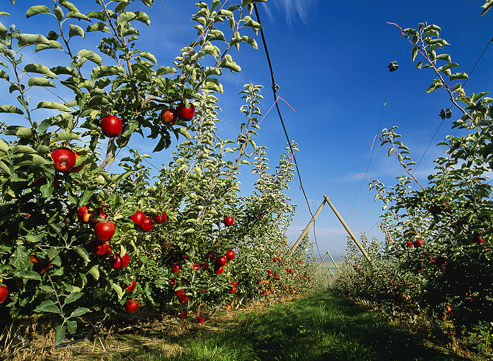 America Agriculture   Jonagold apple orchard on a  V  trellis system with ripe fruit on the trees   Columbia Basin, Washington, USA., by John Marshall   Design Pics