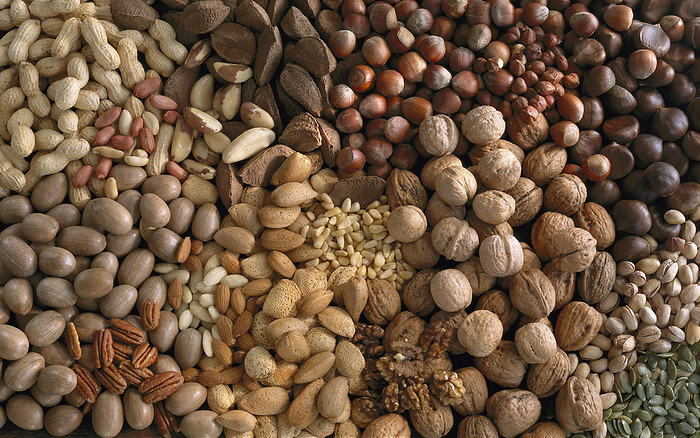 Agriculture - Assorted nuts: pecans, Brazil nuts, almonds, peanuts, chestnuts, pistachios, walnuts, hazelnuts and pine nuts, studio., by Maximilian Stock, Ltd. / Design Pics