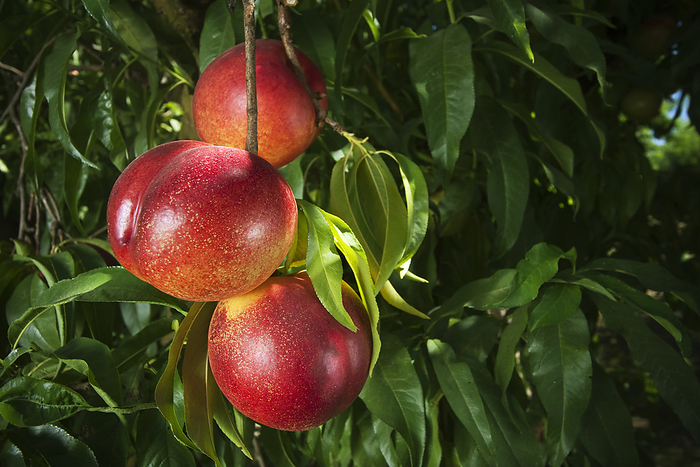 America Agriculture   Closeup of Fantasia nectarines on the tree, ripe and ready for harvest   near Dinuba, California, USA., by Steve Goossen   Design Pics