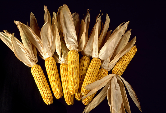 Agriculture - Ears of grain corn with the husks pulled back, in studio., by Russ Munn / Design Pics